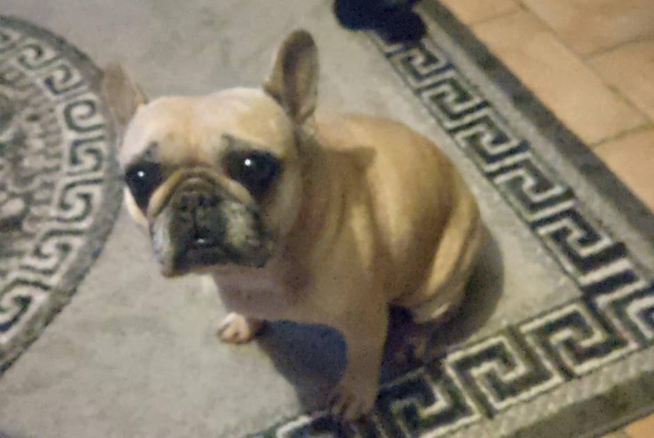 Disappearance alert Dog Female , 10 years Saint-Martin-Osmonville France Disappearance alert Dog Female , 10 years Saint-Martin-Osmonville France