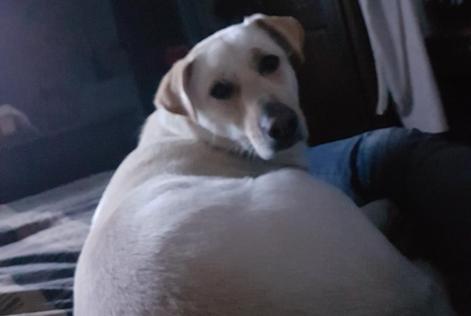 Alerte Disparition Chien croisement Mâle , 11 ans Sommery France Alerte Disparition Chien croisement Mâle , 11 ans Sommery France