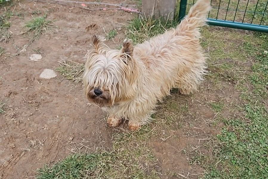 Alerte Disparition Chien  Mâle , 10 ans Touffreville-la-Corbeline France